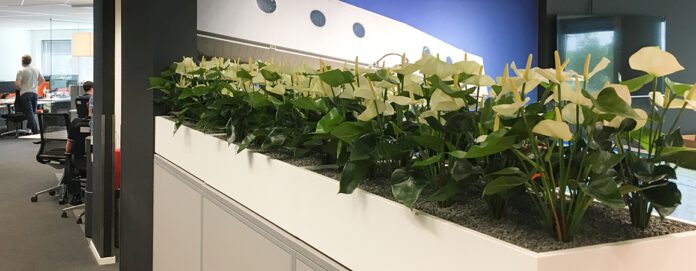 anthurium