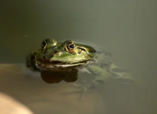 Jak vytvořit přírodní zahradu plnou života